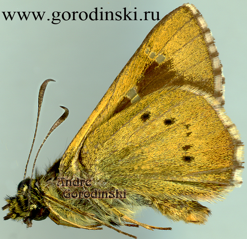 http://www.gorodinski.ru/hesperidae/Sovia lucasii.jpg